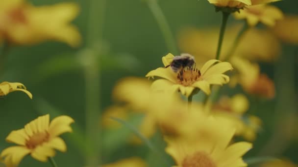 Focus Rack Bee Opylující Kymácející Žluté Sedmikrásky Louce Divokých Květin — Stock video