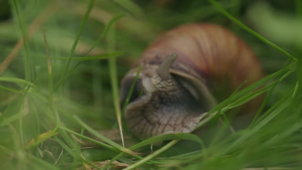 갈색의 껍질에서 촉수가 수있는 달팽이 — 비디오