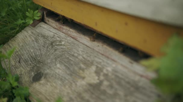 Langstroth Fából Készült Méhkas Visszatérő Dolgozó Méheinek Közelsége — Stock videók