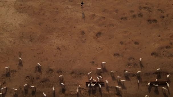 Tiro Aéreo Ascendente Uma Manada Oryx Branco Bebendo Uma Única — Vídeo de Stock