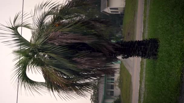 Veverka Palmě Svislém Záběru Během Bouře Floridě — Stock video