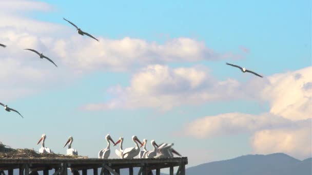 Group Pelecanus Onocrotalus Pelican Taking Cloudy Sky Background Footage Real — стокове відео