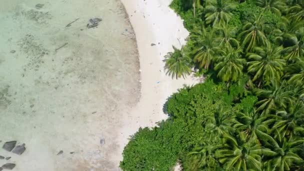 코코넛 나무들이 지방의 모래사장의 꼭대기 — 비디오