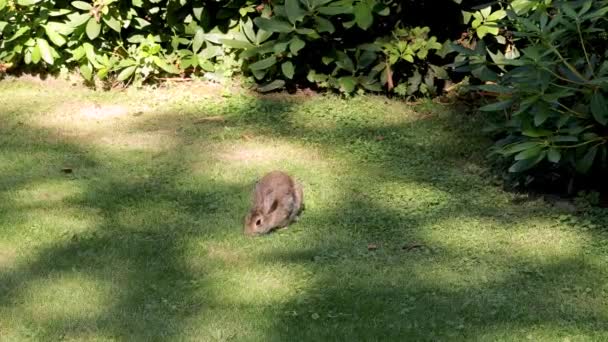 Conejo Salvaje Comiendo Hierba Los Arbustos Con Manchas Sol Brillando — Vídeo de stock