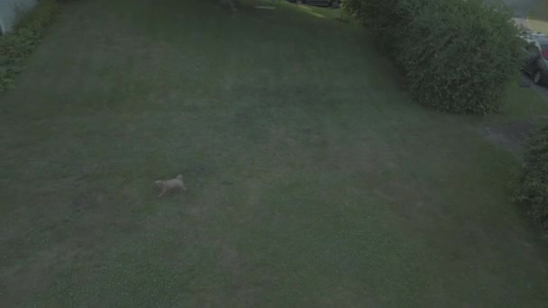 Fallende Luftaufnahme Kleiner Hund Läuft Durch Grünes Gras Kamerabahn Und — Stockvideo
