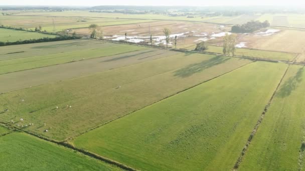 Granjas Holandesas Con Vacas Bordeando Una Reserva Agua Natural Imágenes — Vídeos de Stock