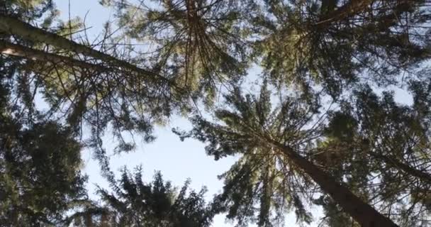 Wirujące Pod Drzewami Leśnymi Holandii Pod Błękitnym Niebem — Wideo stockowe
