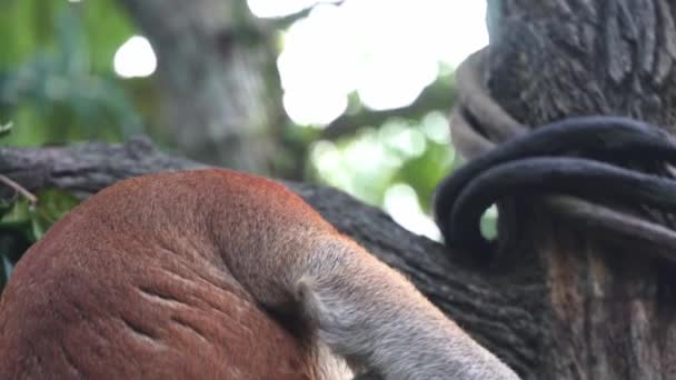 Pele Marrom Avermelhada Macaco Probóscide Nariz Longo Larvato Nasalis Sentado — Vídeo de Stock