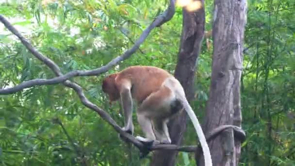 Long Nosed Proboscis Monkey Nasalis Larvatus Climbing Tree Vine Asian — Stock Video
