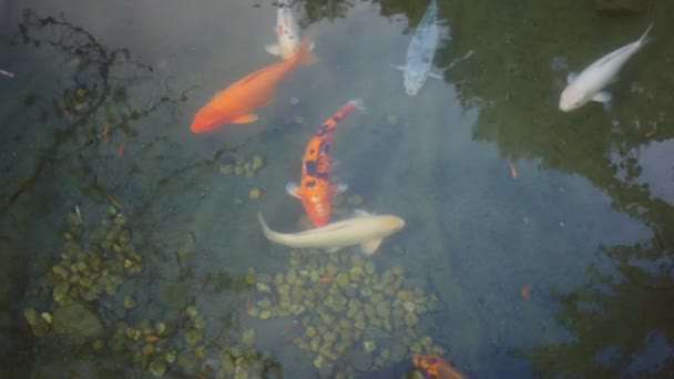 鯉は小さな池で個々の魚の周りに群がっています 横になって陽はとてもリラックスした静けさに包まれた 小さな魚がたくさんいます — ストック動画