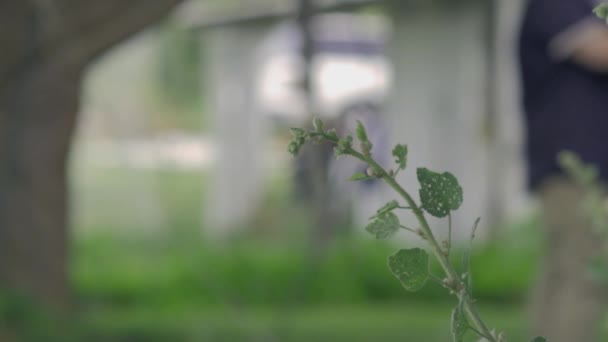Tek Bir Yaprak Bitkisinin Odaklanmış Görüntüsü — Stok video