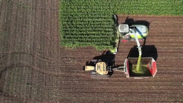 Сельское Хозяйство Северо Восточном Висконсине Отбивает Собирает Кукурузу Силоса — стоковое видео