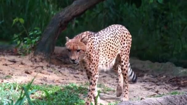 一种异型的亚洲猎豹 无名氏羊驼 它慢慢地走向摄像机 捕捉到了全身都是黑斑的顶级猎食动物的细节 手持式近距离射击 — 图库视频影像