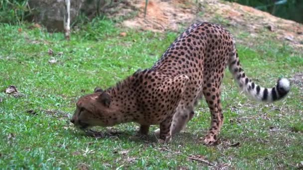 Territorial Asiatic Cheetah Acinonyx Jubatus Venaticus Stretching Grass Field Sniffing — Stock Video