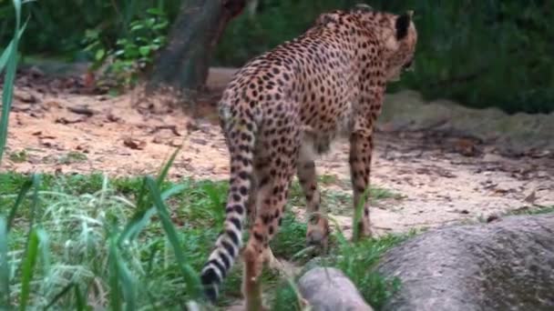 Dwa Dzikie Koty Azjatycki Gepard Acinonyx Jubatus Venaticus Spacerujące Zastanawiające — Wideo stockowe