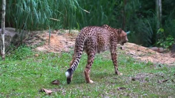 이국적 고양이 기생적 아시노 Venaticus 곳으로 걸어가는 모습을 손으로 — 비디오