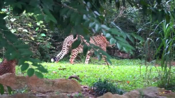 Peeking Bush Capturing Exotic Wild Big Cat Asiatic Cheetah Acinonyx — Stock Video