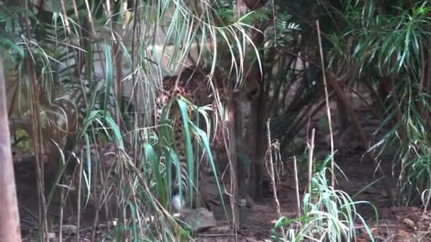 Especies Peligro Extinción Exótico Gato Grande Salvaje Guepardo Asiático Acinónimo — Vídeos de Stock