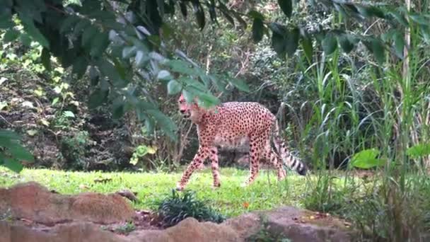 Adult Asiatic Cheetah Acinonyx Jubatus Venaticus Walking Wondering Environment Pass — Stock Video