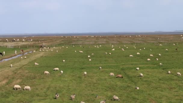 양들은 목초지에서 있습니다 네덜란드 — 비디오