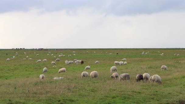 牧草地のワッデン海の横に羊の放牧 オランダ — ストック動画