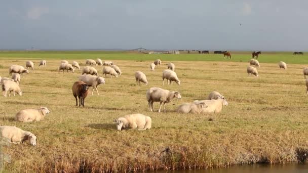羊や馬の牧草地のワッデン海の横に放牧 オランダだ — ストック動画