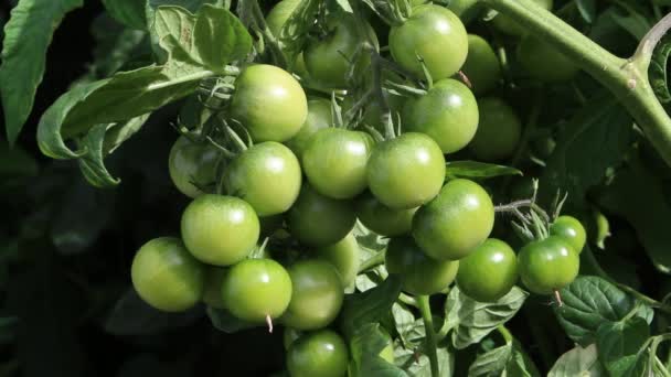 Monte Tomates Verdes Não Maduros Vinha Setembro Reino Unido — Vídeo de Stock