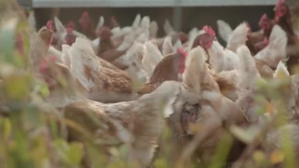 Chickens Grazing Farm North Queensland Australia — Stock Video
