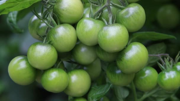 Tomates Verdes Não Maduros Videira Final Verão Setembro Reino Unido — Vídeo de Stock