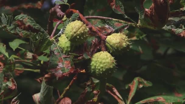 Châtaignier Aesculus Hippocastanum Gros Plan Des Fruits Sur Arbre Automne — Video