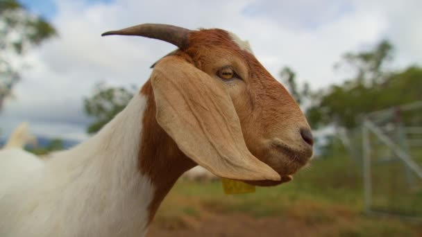 Young Goat Outback Farm Australia Close Shot Slow Motion Hand — Stock Video