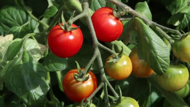 一丛丛园艺师在植物上成熟的美味西红柿 — 图库视频影像