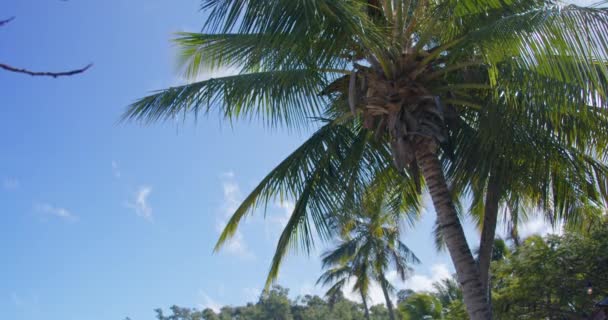 Eine Palme Weht Wind Auf Einer Tropischen Insel — Stockvideo