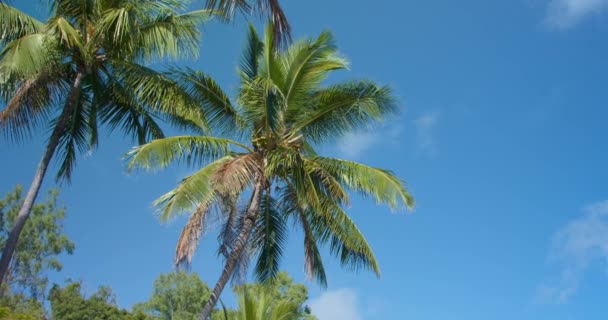 Palmen Auf Einer Tropischen Insel Mit Blauem Himmel — Stockvideo
