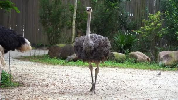 Female Common Ostrich Struthio Camelus Brownish Gray Feathers Walking Looking — Stock Video
