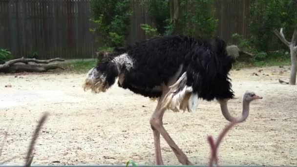 Plumas Incrustadas Macho Adulto Avestruz Común Struthio Camelus Caminando Lentamente — Vídeos de Stock