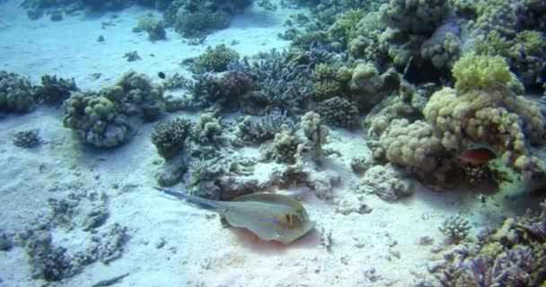 Rayo Moteado Azul Arrecife Cerca Del Mar Rojo Marsa Alam — Vídeos de Stock