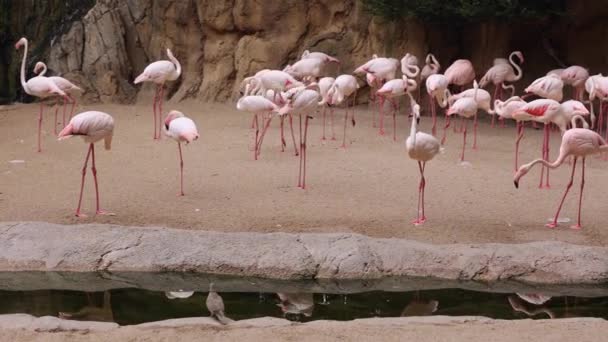 Skupina Flamingos Typ Brodící Pták Rodině Phoenicopteridae Přírodní Oblasti — Stock video