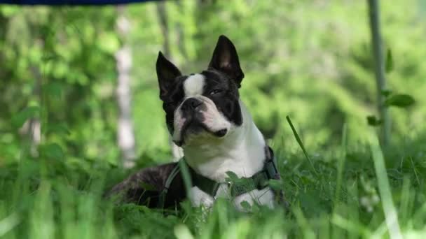 Retrato Boston Terrier Perro Sentado Hierba — Vídeo de stock