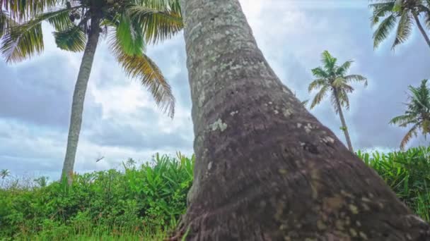 椰子树的底部 在一片椰子树丛中下着雨 漆黑的天空 即将下雨 椰子树丛中长满了青草 — 图库视频影像