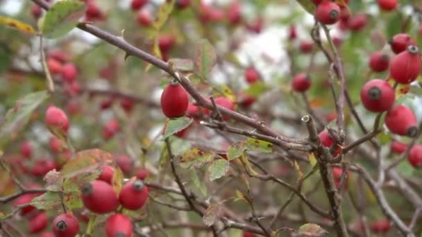 十月份成熟的玫瑰臀部分枝 卡特里娜 野蔷薇属植物 — 图库视频影像