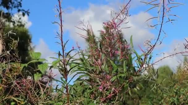 Honingbij Verzamelen Stuifmeel Van Roze Wilde Bloemen Overwoekerde Tuin Een — Stockvideo