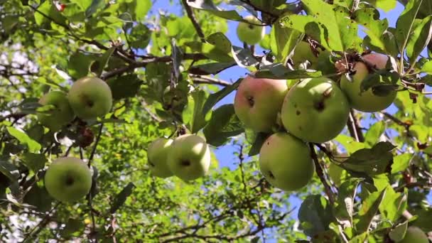 Großaufnahme Von Rosa Und Grünen Äpfeln Der Antonovka Malus Domestica — Stockvideo