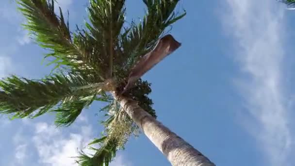 Rotating Trance Shot Palm Tree Blowing Wind — Stock Video