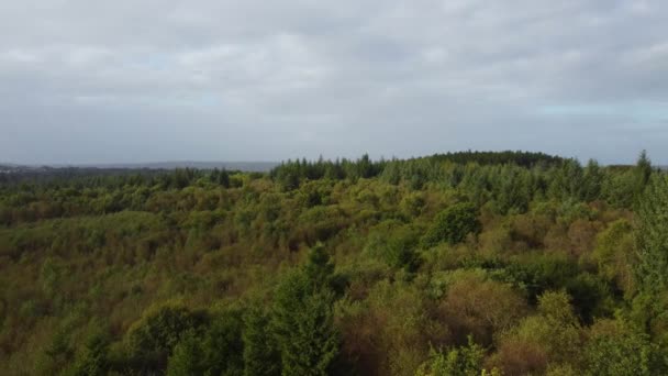 Денс Лес Многочисленными Деревьями Пасмурным Небом Южном Уэльсе Великобритания Беспилотный — стоковое видео