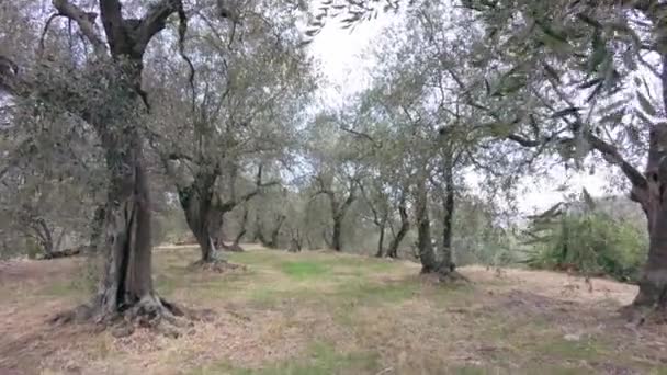 一个阳光明媚的夏天 在利古里亚的Prel Castello 美丽的意大利橄榄树林 相机在缓慢地向前移动 — 图库视频影像