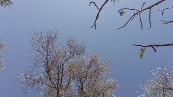Slowmotion Niski Kąt Widzenia Gałęzi Drzew Drzew Oliwnych Prel Castello — Wideo stockowe
