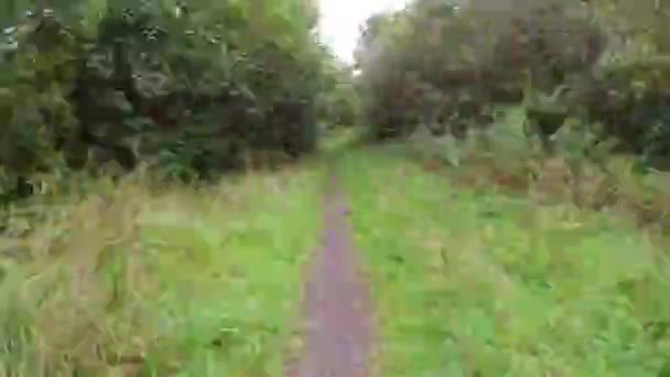 Hyperlapsus Timelapse Sur Sentier Forestier Royaume Uni — Video