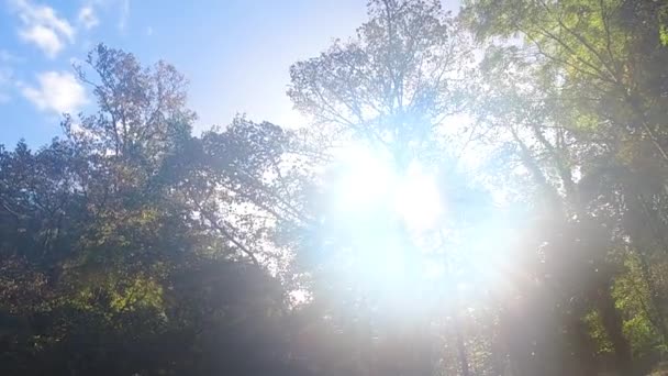 青い空を背景にした木々の間をゆっくりと動く太陽 — ストック動画