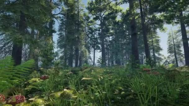Scène Paisible Dans Forêt Rendu — Video